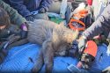 CDFW staff putting collar on gray wolf