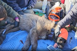 CDFW staff putting collar on gray wolf
