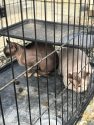 Rescued cats at residential structure fire in Rancho Calaveras -- CCFD photo
