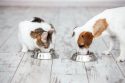 TCAC dog food drive announced