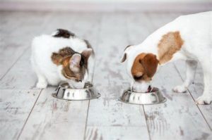 TCAC dog food drive announced