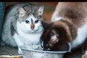 TCAC issues warning regarding Avian influenza A H5N1 in cats