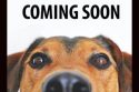 TCAC opening a spay and neuter facility to help bring down the number of strays