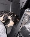 Rescued puppies that were wandering along HWY 26 -- CHP photo