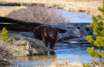 A bear in Yosemite