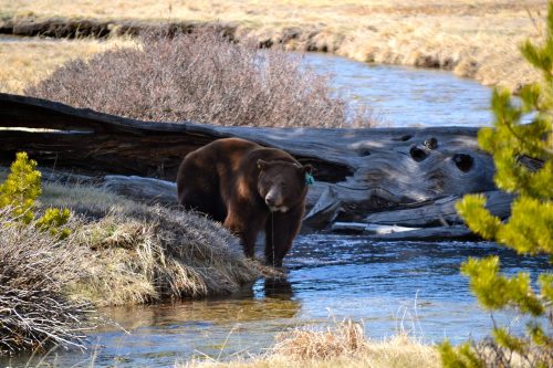 A bear in Yosemite