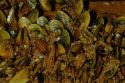 Golden Mussel -- STF photo