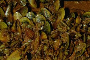 Golden Mussel -- STF photo