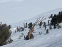 Snow in Yosemite National Park