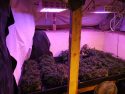 Illegal pot grown in the 200 block of High School Street in San Andreas -- CCSO photo