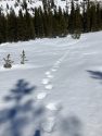 Yosemite rangers footprints in the snow while conducting the final snow survey in the park -- Yosemite photo