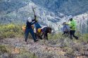 Crews planting seedlings in the Rim Fire burn scar to reforest the land -- STF photo