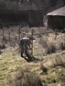 AmeriCorps National Civilian Community Corps working on the forest -- STF photo