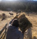 AmeriCorps National Civilian Community Corps working on the forest -- STF photo