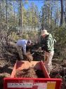 AmeriCorps National Civilian Community Corps working on the forest -- STF photo