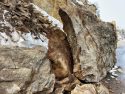 Large boulder blocking the Highway 4 Ebbetts Pass that had to be removed -- Caltrans District 10 photo