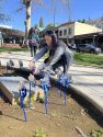 CNVC volunteers putting up teal ribbons in downtown Sonora -- photo by Pamela Orebaugh