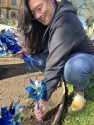 CNVC volunteers putting up teal ribbons in downtown Sonora -- photo by Pamela Orebaugh
