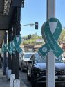 CNVC teal ribbons in downtown Sonora -- photo by Pamela Orebaugh