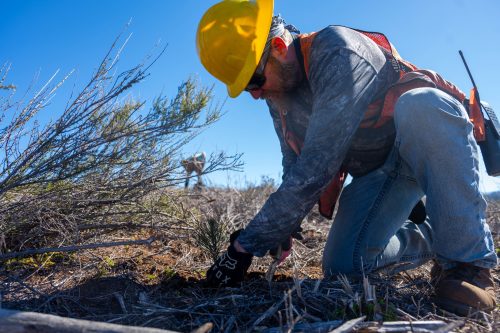 Crews planting seedlings in the Rim Fire burn scar to reforest the land -- STF photo