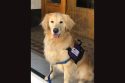 Golden Retriever Stewart in vest at court -- T.C.D.A. Office photo