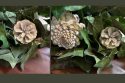 Julie Silva Pinecones