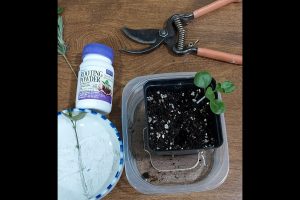 Propagation for Pennies