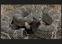 Rattlesnake - CDFW Image