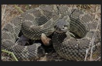 Rattlesnake - CDFW Image