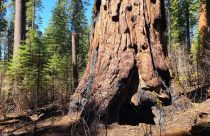 South Grove Trail - Calaveras Big Trees State Park