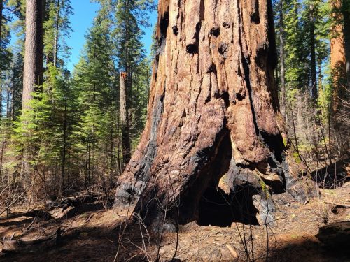 South Grove Trail - Calaveras Big Trees State Park