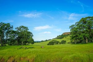 Nearly 500 Acres of Tuolumne County Ranch Land Permanently Conserved