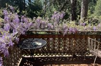 Deck with Wisteria