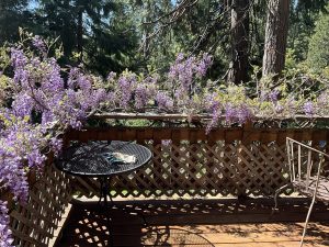 Deck with Wisteria