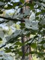 Leaves of a tree
