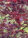 Red Maple tree leaves