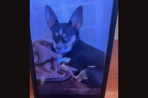 Chihuahua seen running from crash in San Andreas -- CCAS photo