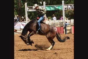 Getting Rowdy At The Mother Lode Roundup Rodeo