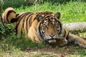 Tiger Cleo-- PAWS photo