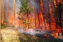Wildland fire -- CCOES picture