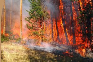 Wildland fire -- CCOES picture