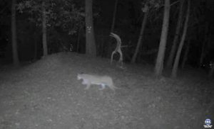 Mountain Lion