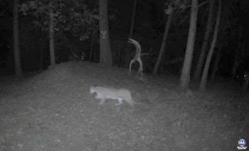 Mountain Lion