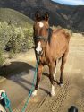 Chance was malnourished when found -- MCSAC photo