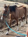 Chance was malnourished when found -- MCSAC photo