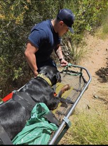 Dog Rescued From Heat On Popular Murphys Hiking Trail