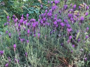Pruning Lavender and Rosemary