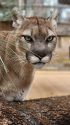 Mountain lion Casey -- PAWS photo