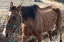Chance was malnourished when found -- MCSAC photo