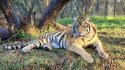 Tiger Cleo—PAWS Photo